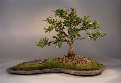 Ficus nitida
